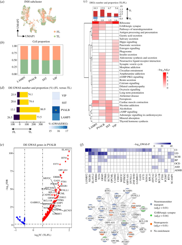 GWAS-associated genes for neuropsychiatric disorders are specifically enriched for PVALB expression in the TL