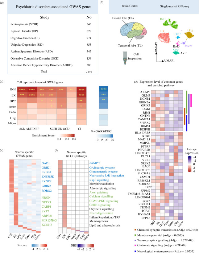 GWAS-associated genes for neuropsychiatric disorders are enriched for neuronal expression