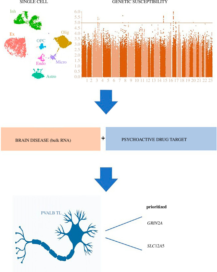 Schematic illustrating the research process for identifying the cell-type vulnerabilities of psychiatric disease and psychoactive drugs