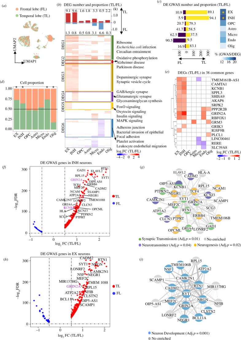 GWAS-associated genes for neuropsychiatric disorders are enriched for neuronal expression in the TL