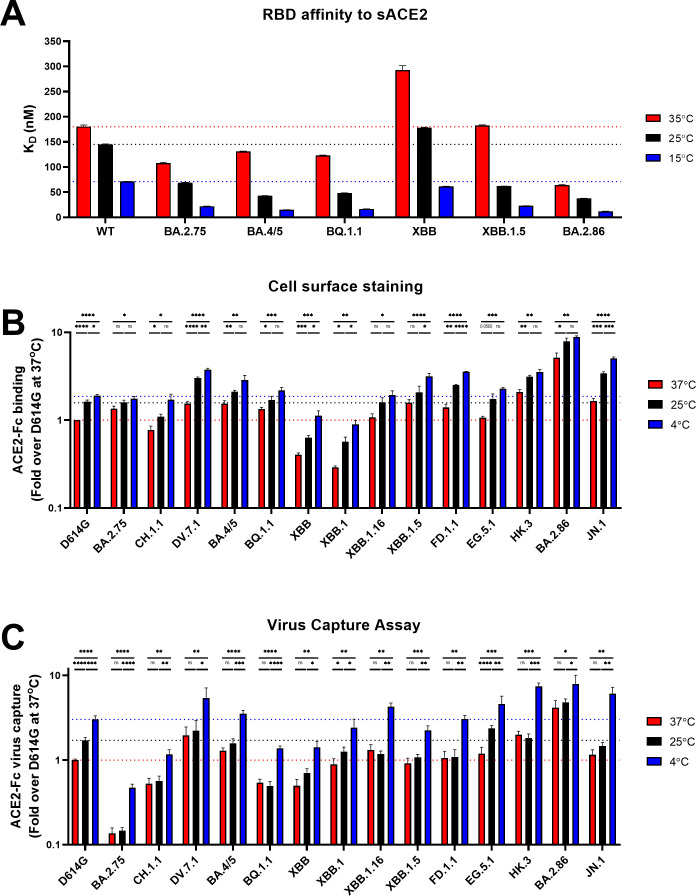 Graphs show RBD affinity to sACE2 at different temperatures, ACE2-Fc binding on cells, and a virus capture assay, depicting binding efficiency.