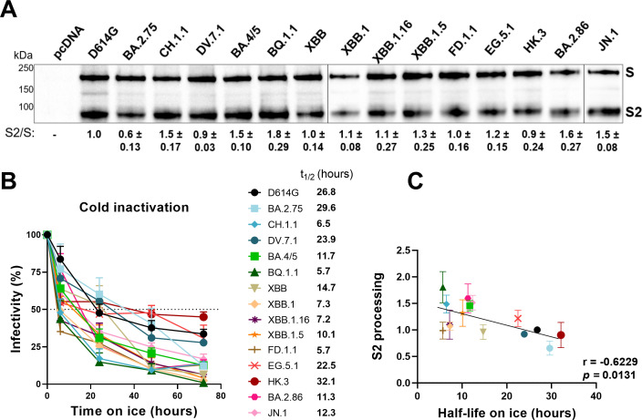 An illustration depicts Western blots of S and S2 proteins, cold inactivation kinetics, and the relationship between half-life on ice and S2 processing.