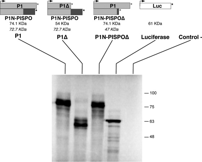 FIG 3