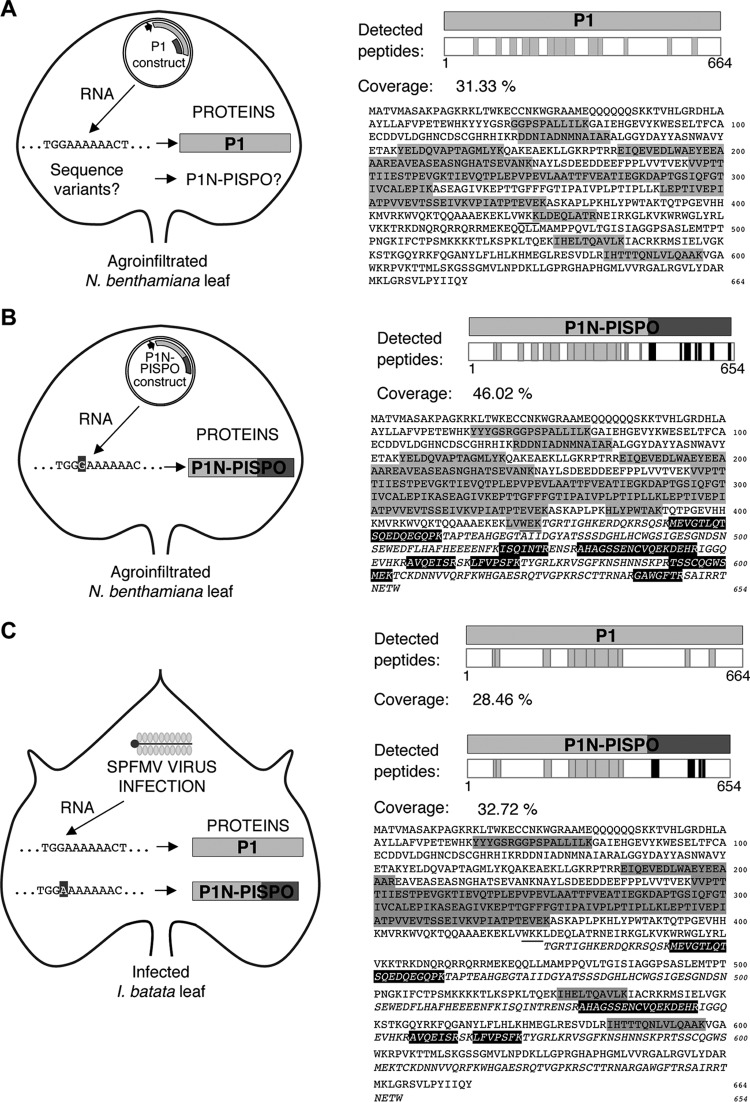 FIG 4