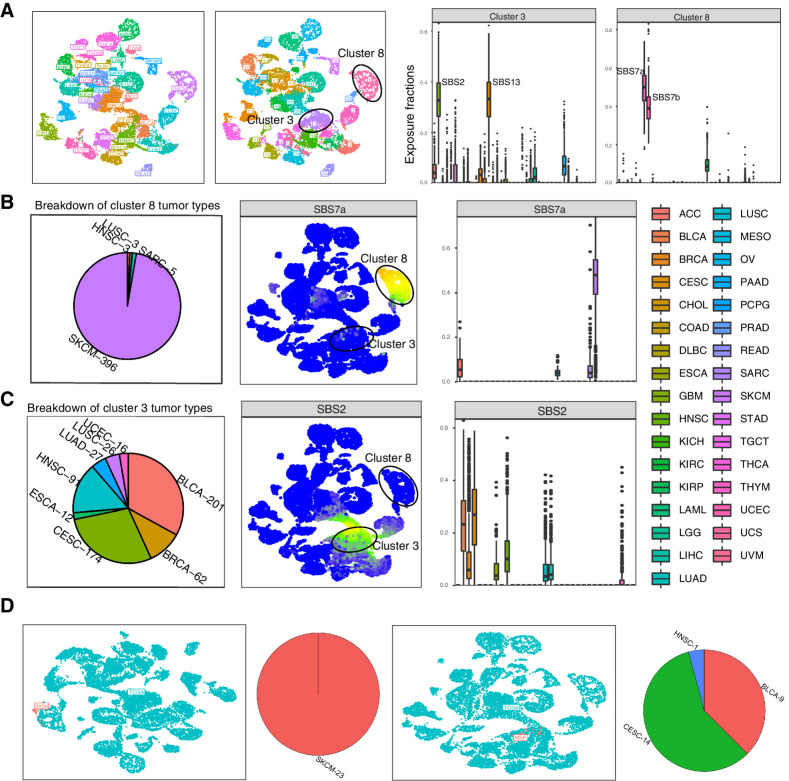 Figure 2. Examining similarities and differences between tumor types with musicatk. Clustering of TCGA samples and inference of tumor type labels in MSK samples. A, Left to right, UMAP of TCGA samples colored by tumor types, UMAP of TCGA samples colored by cluster label, proportional exposure to COSMIC v3 signatures within cluster #3, proportional exposure to COSMIC v3 signatures within cluster #8. B, Left to right, breakdown of tumor types within cluster cluster #8, UMAP colored by exposure to SBS7a (UV), exposure of each tumor type to SBS7a. C, Left to right, breakdown of tumor types within cluster cluster #3, UMAP colored by exposure to SBS2 (APOBEC), and exposure of each tumor type to SBS2. D, Left to right, UMAP colored by cohort (TCGA, UMAP) with MSK SKCM samples, percentage of tumor types inferred for MSK SKCM samples using exposure levels from TCGA samples, UMAP colored by cohort (TCGA, UMAP) with MSK BLCA samples, percentage of tumor types inferred for MSK BLCA samples using exposure levels from TCGA samples.