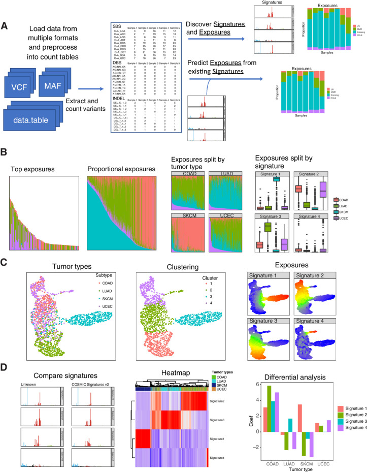 Figure 1. Overview of workflow for mutational signature discovery/prediction, visualization, and analysis. A, Workflow allows for loading and combining data from multiple sources, de novo discovery of signature and exposures, and prediction of exposures from existing signatures. B, The same sample exposures are plotted (subset to top samples), proportional exposures (signature exposures sum to 1), split up by tumor type, and split up by signature. C, UMAP. Tumors in a UMAP can be colored by annotations such as tumor type, clustering by methods such as K-means, or levels of exposure for each signature. D, Downstream analysis tools include automated comparison to COSMIC signatures, heatmaps, which can be used to show the relative levels of signature exposures in samples along with sample annotations, and differential analysis of exposures between groups of tumors.