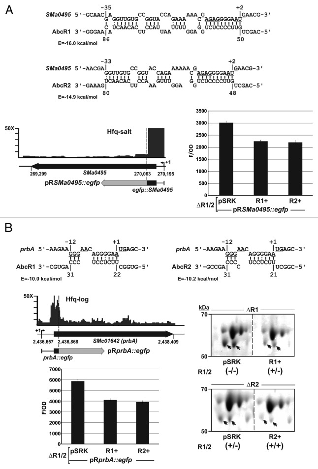 graphic file with name rna-11-563-g6.jpg