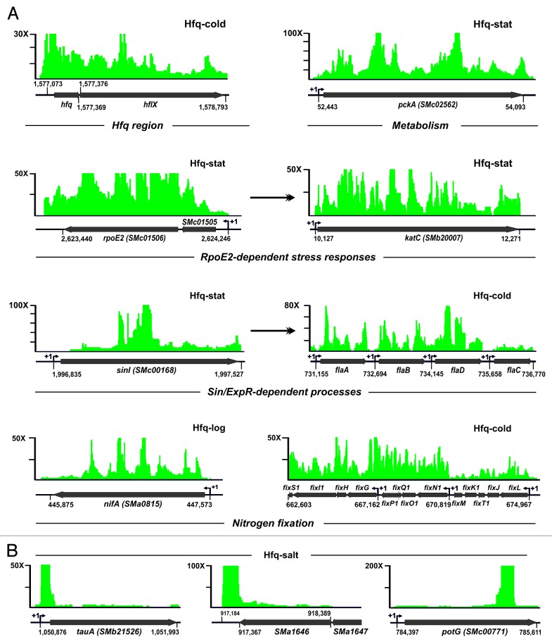 graphic file with name rna-11-563-g5.jpg