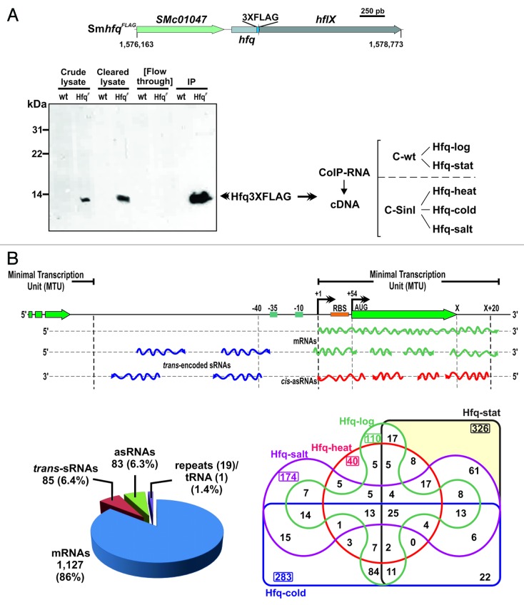 graphic file with name rna-11-563-g1.jpg