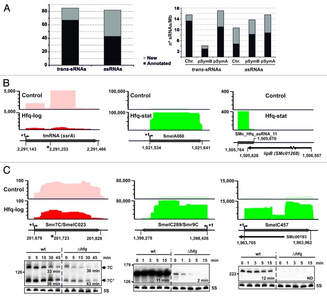 graphic file with name rna-11-563-g2.jpg