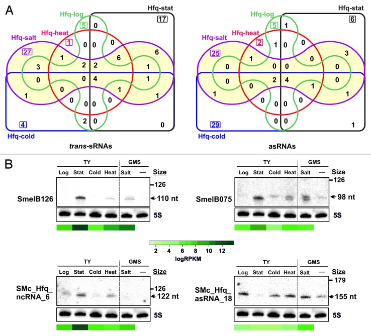 graphic file with name rna-11-563-g3.jpg