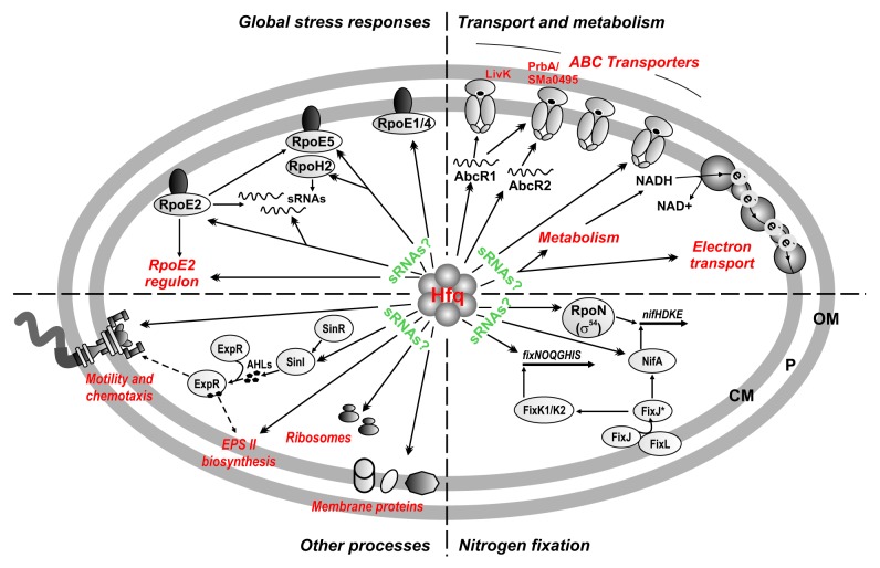 graphic file with name rna-11-563-g7.jpg