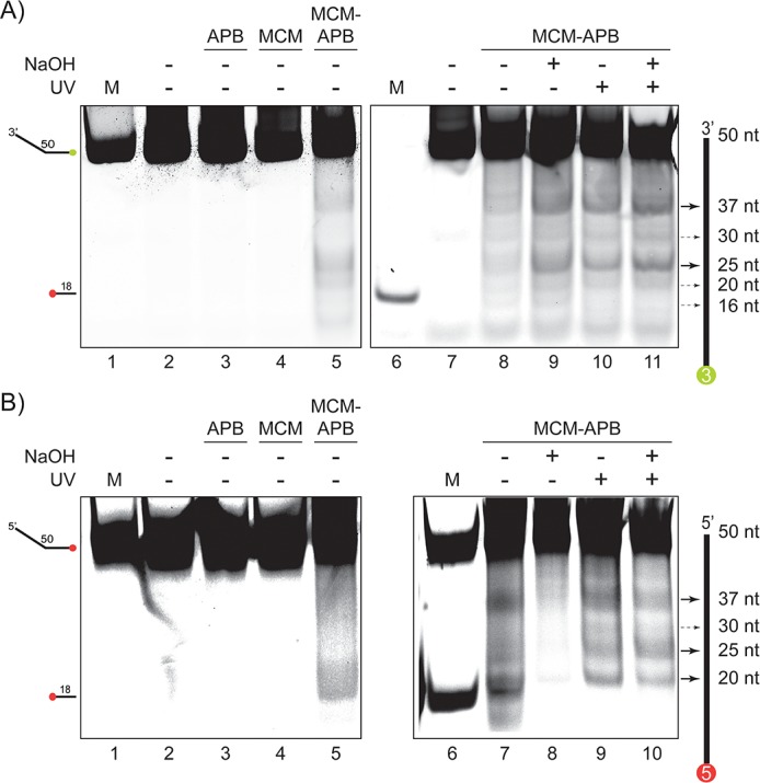 Figure 1—figure supplement 2.