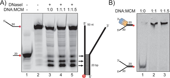 Figure 1—figure supplement 4.