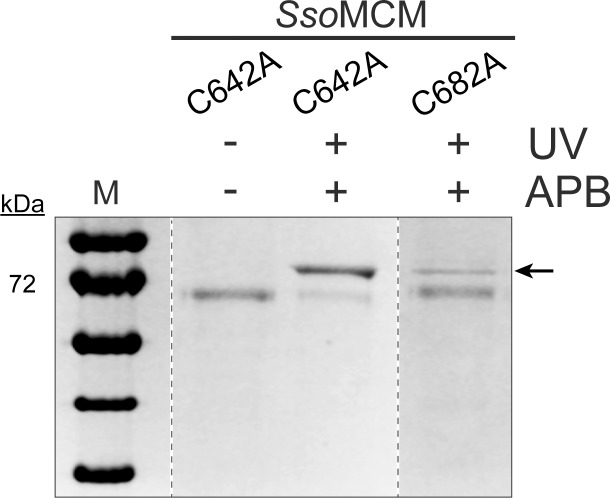 Figure 1—figure supplement 1.