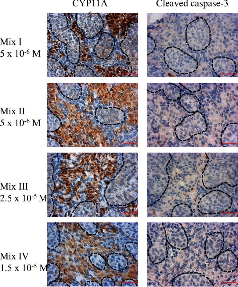 Photomicrographs of Mixtures I (5 times 10 superscript 6 Molar), II (5 times 10 superscript 6 Molar), III (2.5 times 10 superscript 5 Molar), and IV (1.5 times 10 superscript 5 Molar) for CYP11A1 and cleaved caspase 3.