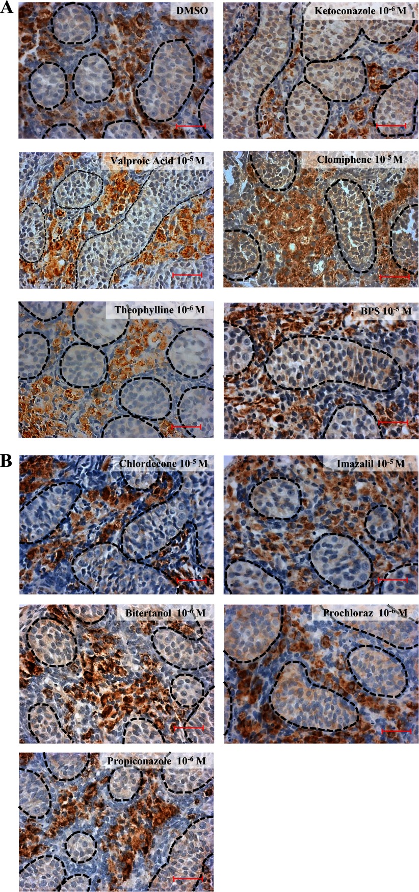 Figure 2A shows photomicrographs of DMSO, ketoconazole (10 superscript 6 molar), valproic acid (10 superscript 5 molar), clomiphene (10 superscript 5 molar), theophylline (10 superscript 6 molar), and BPS (10 superscript 5 molar). Figure 2B shows photomicrographs of chlordecone (10 superscript 5 molar), imazalil (10 superscript 5 molar), bitertanol (10 superscript 6 molar), prochloraz (10 superscript 6 molar), and propiconazole (10 superscript 6 molar).