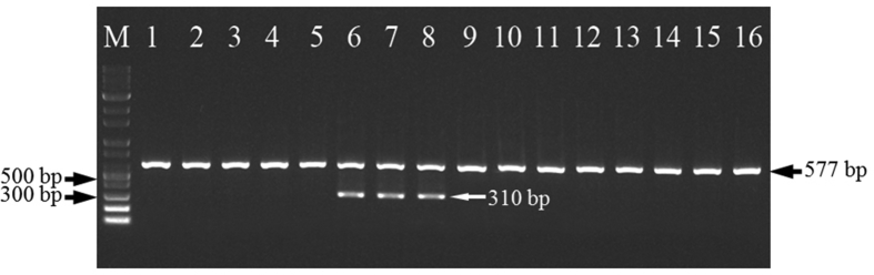 Fig. 3