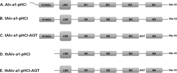 FIGURE 1.