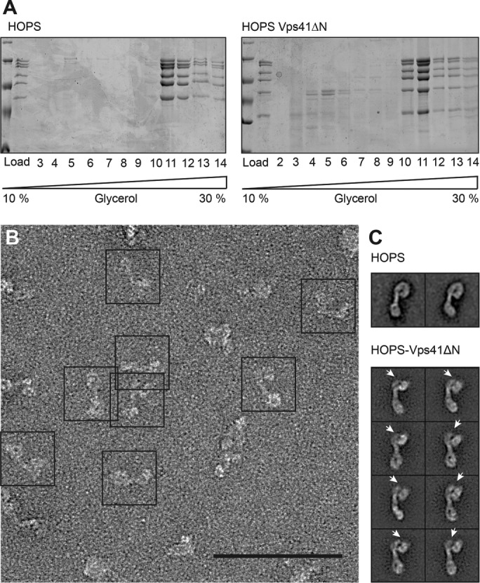 FIGURE 3: