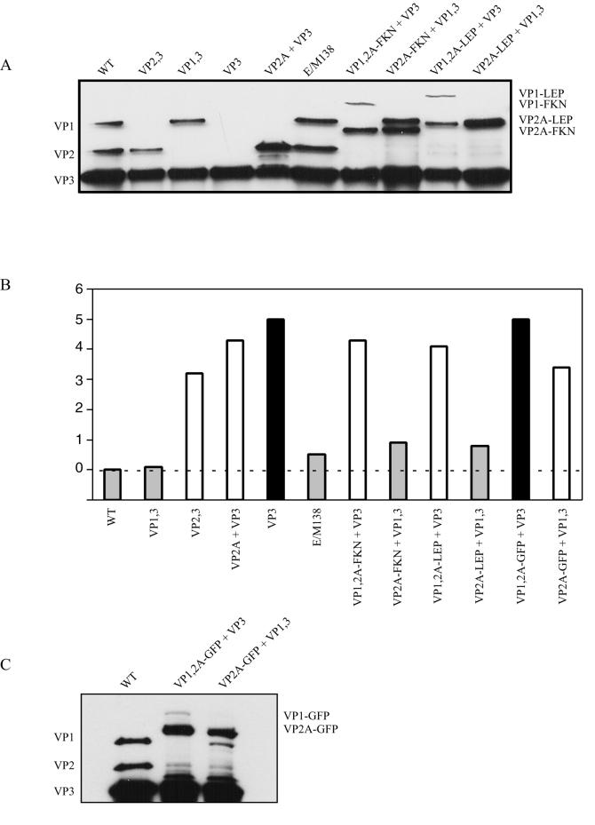 FIG. 7.