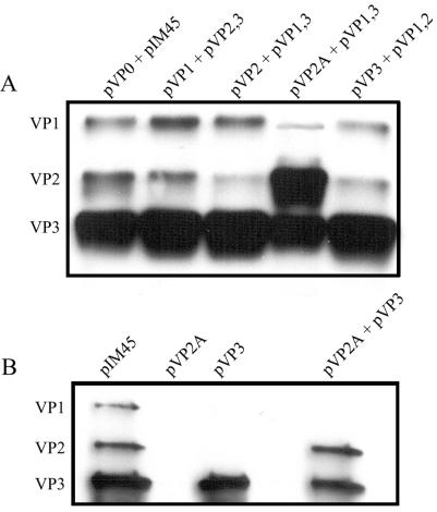 FIG. 5.