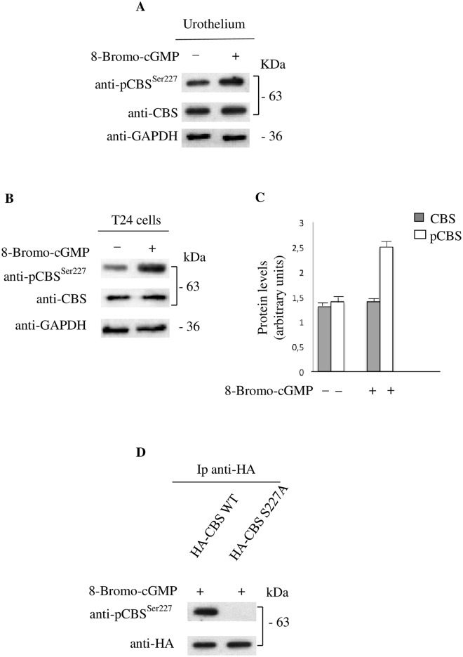 Fig 7