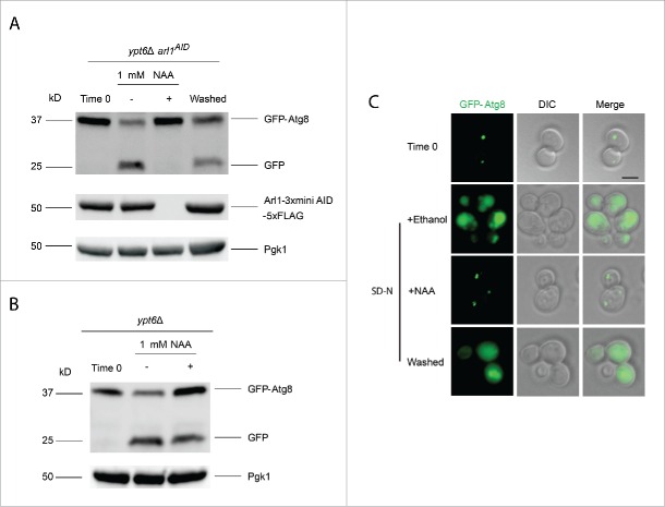 Figure 5.