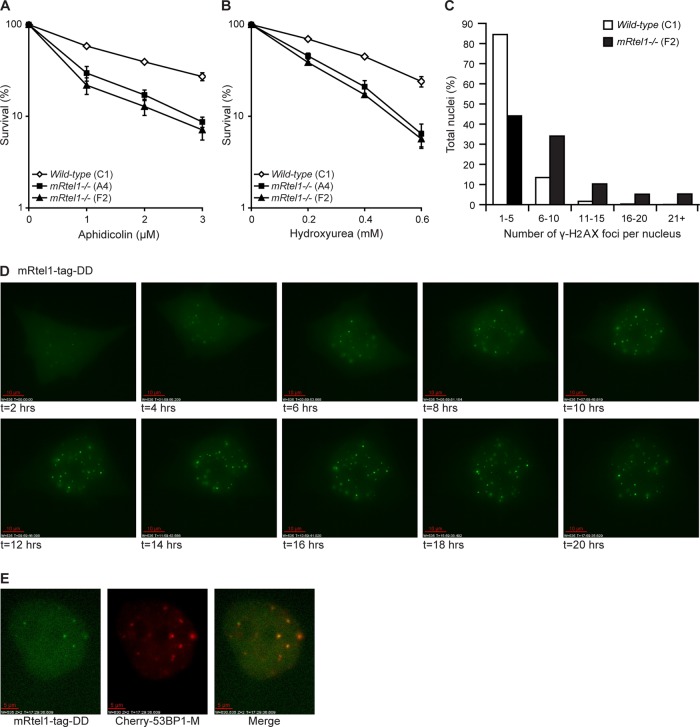 FIGURE 2: