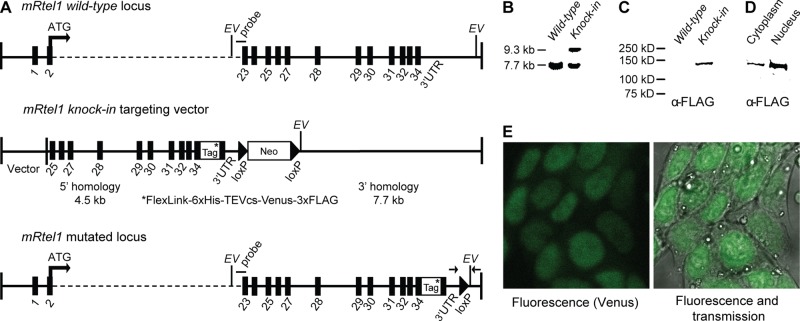 FIGURE 1: