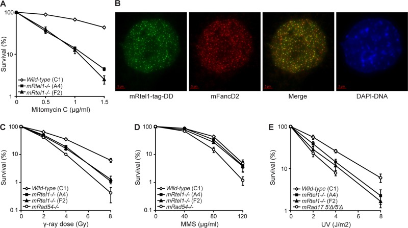 FIGURE 3: