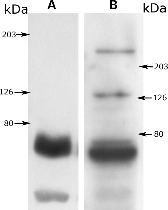 Figure 1.