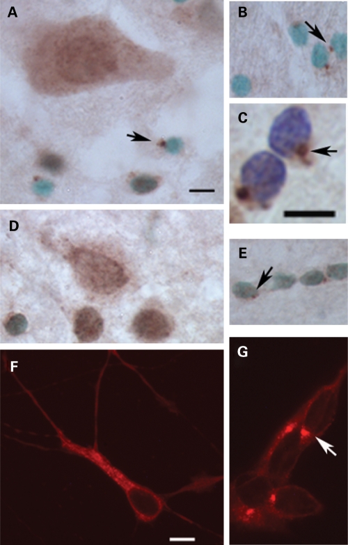 Figure 2.