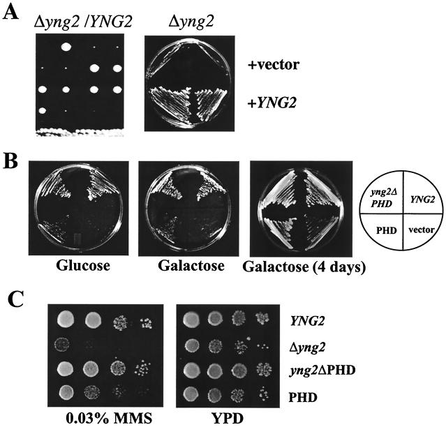 FIG. 3