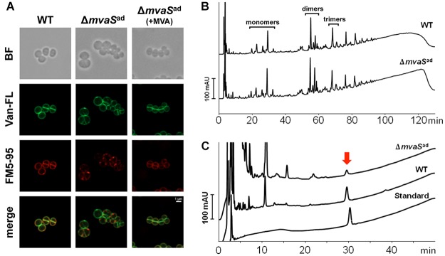 FIGURE 3