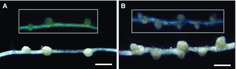 Fig. S4.