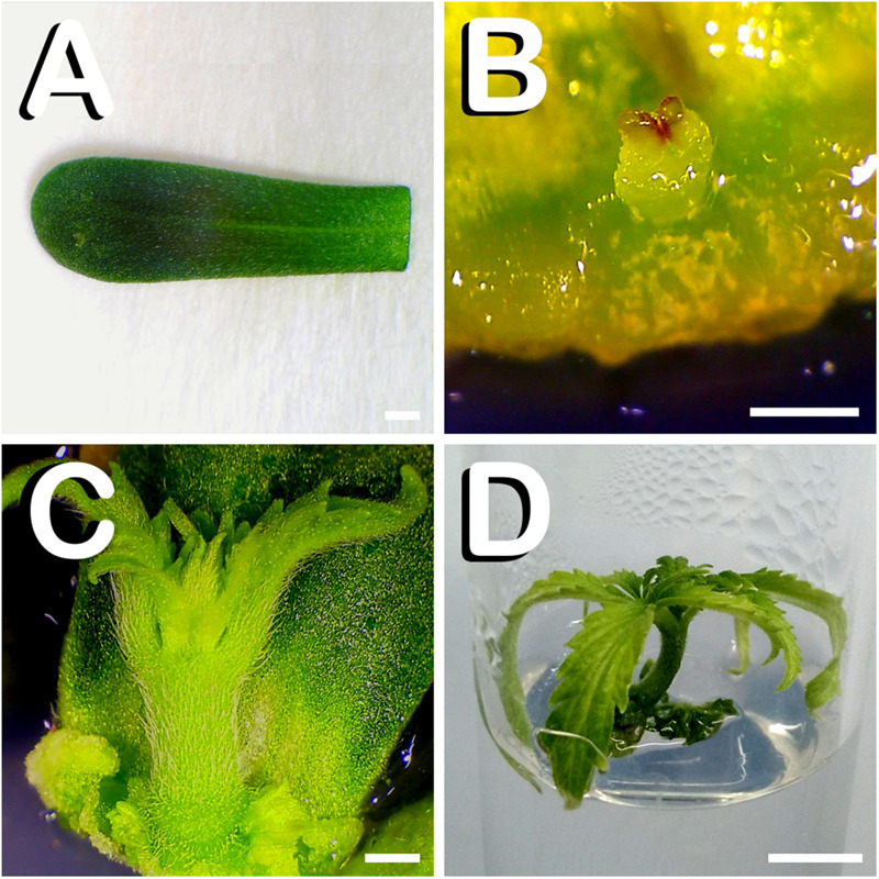 FIGURE 2