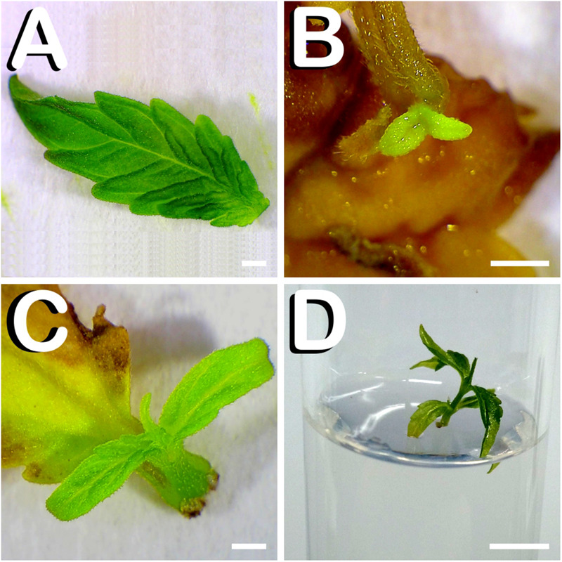 FIGURE 4