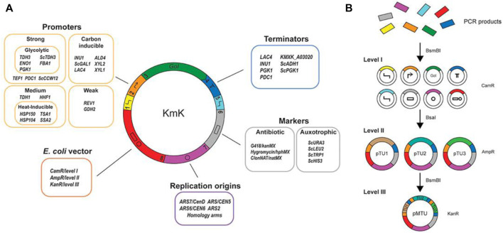 FIGURE 3