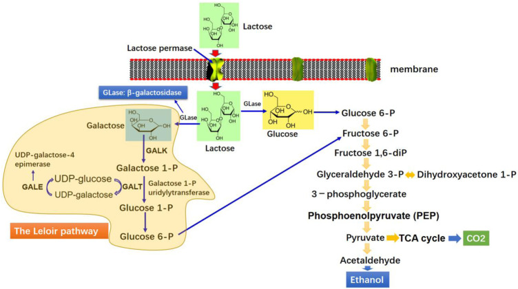 FIGURE 2