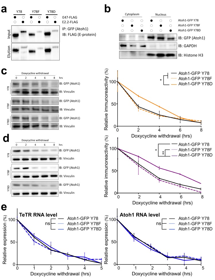 Figure 2—figure supplement 1.