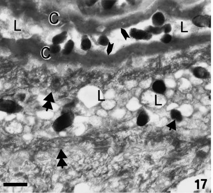 Fig. 17