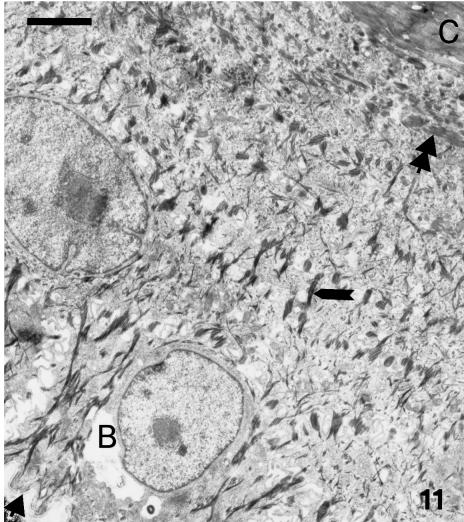 Fig. 11