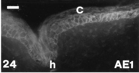 Fig. 24