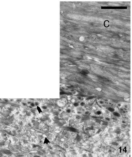 Fig. 14