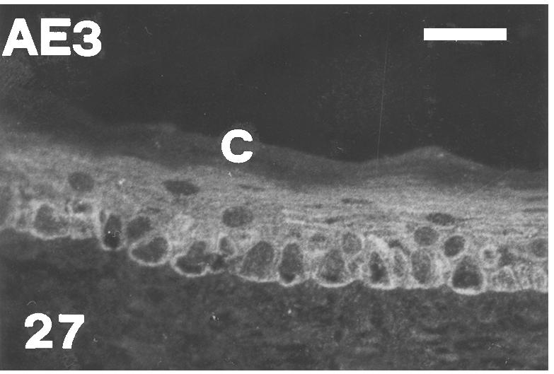 Fig. 27