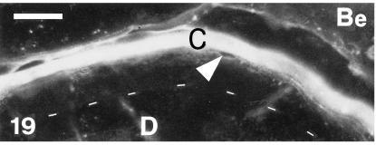 Fig. 19