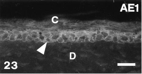 Fig. 23