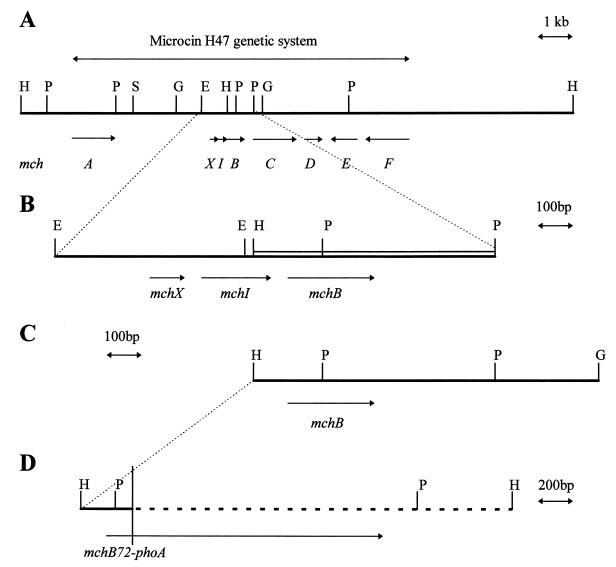 FIG. 1