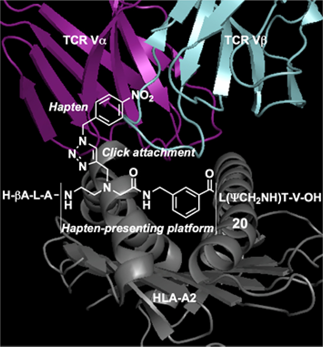 graphic file with name nihms-1621203-f0001.jpg